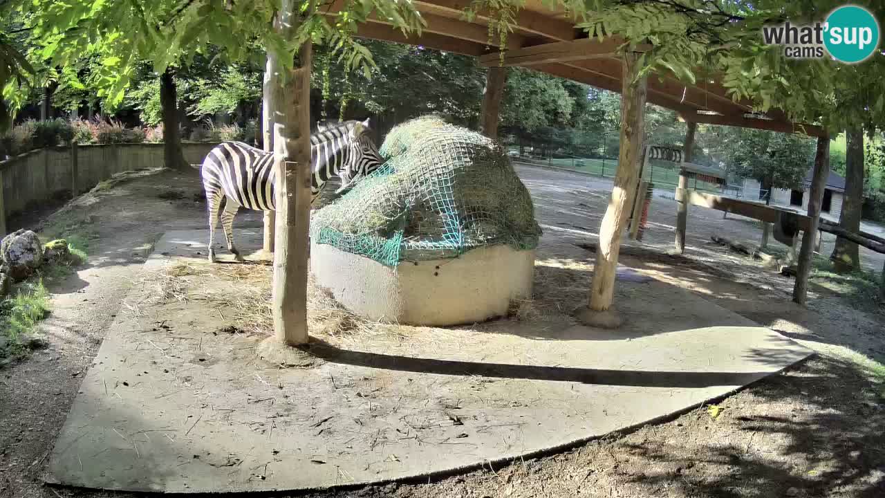 Le Zebre nello ZOO di Ljubljana – Slovenia Live webcam