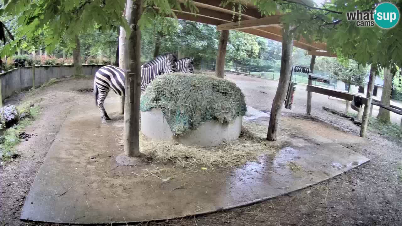 Web kamera uživo Zebras u ZOO Ljubljana – Slovenija