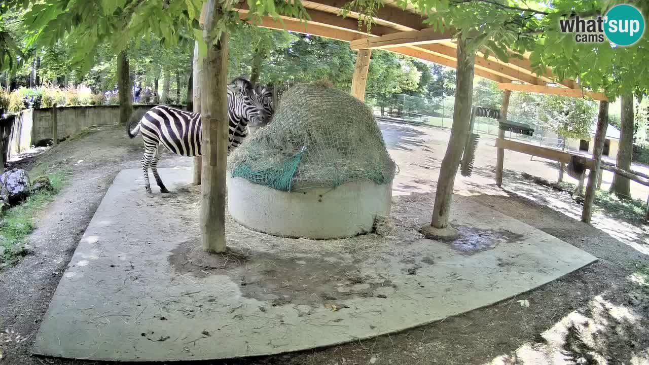 Web kamera uživo Zebras u ZOO Ljubljana – Slovenija