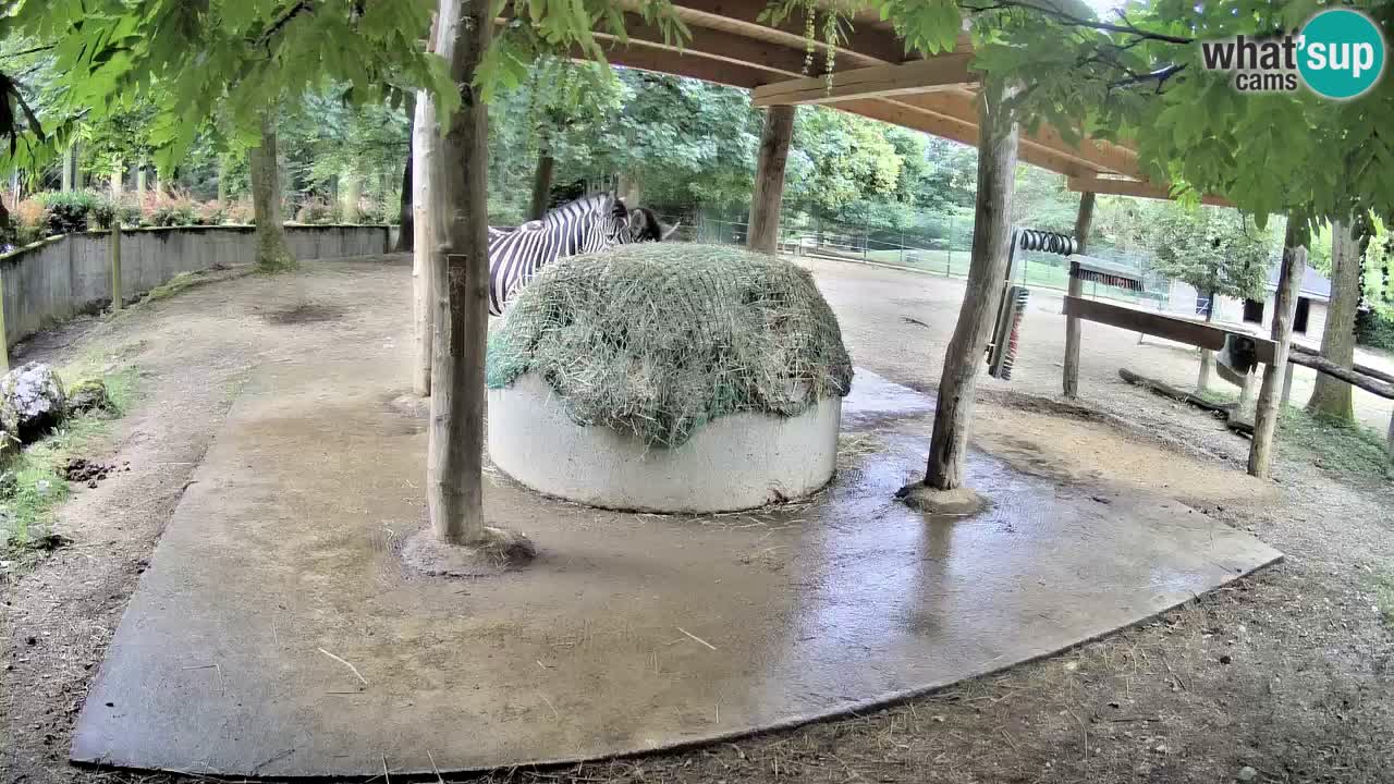 Live webcam Les zèbres in Ljubljana ZOO – Slovénie