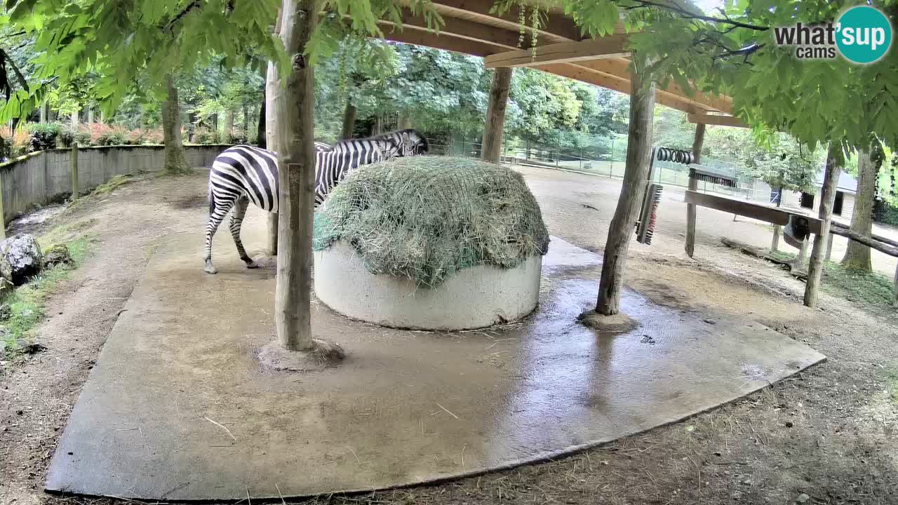 Camera en vivo Cebras in Ljubljana ZOO – Eslovenia