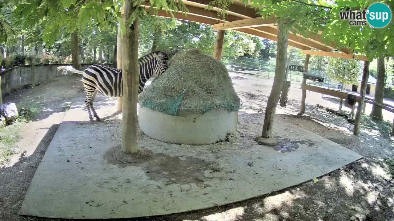 Camera en vivo Cebras in Ljubljana ZOO – Eslovenia