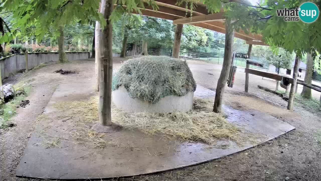 Web kamera uživo Zebras u ZOO Ljubljana – Slovenija
