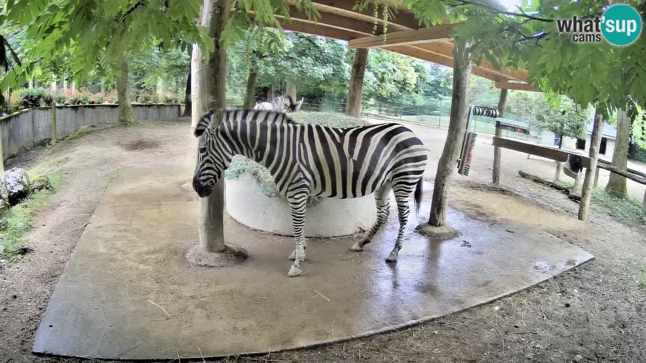Camera en vivo Cebras in Ljubljana ZOO – Eslovenia