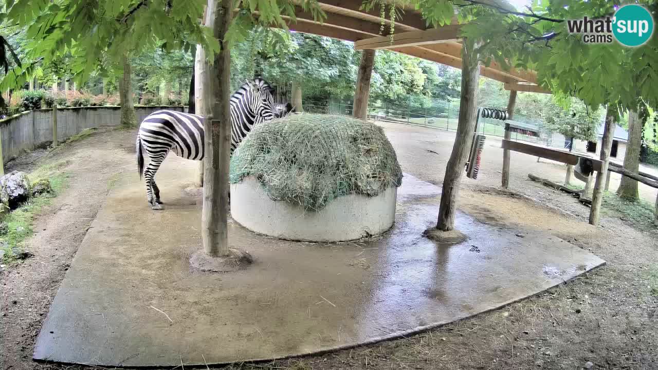 Le Zebre nello ZOO di Ljubljana – Slovenia Live webcam