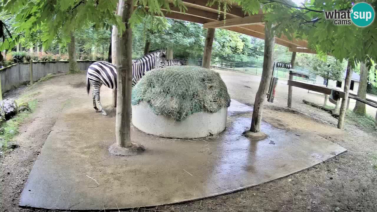 Live webcam Zebras in Ljubljana ZOO – Slovenia