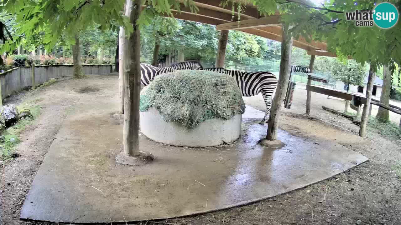 Camera en vivo Cebras in Ljubljana ZOO – Eslovenia