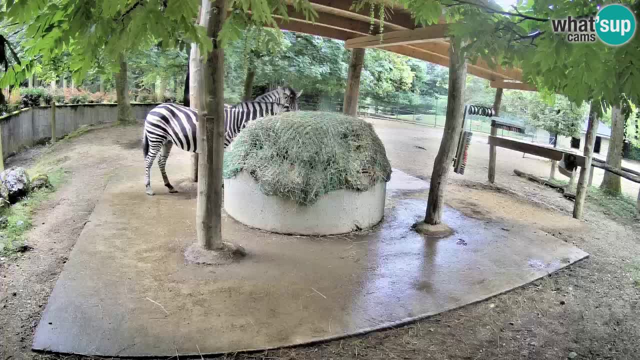 Le Zebre nello ZOO di Ljubljana – Slovenia Live webcam