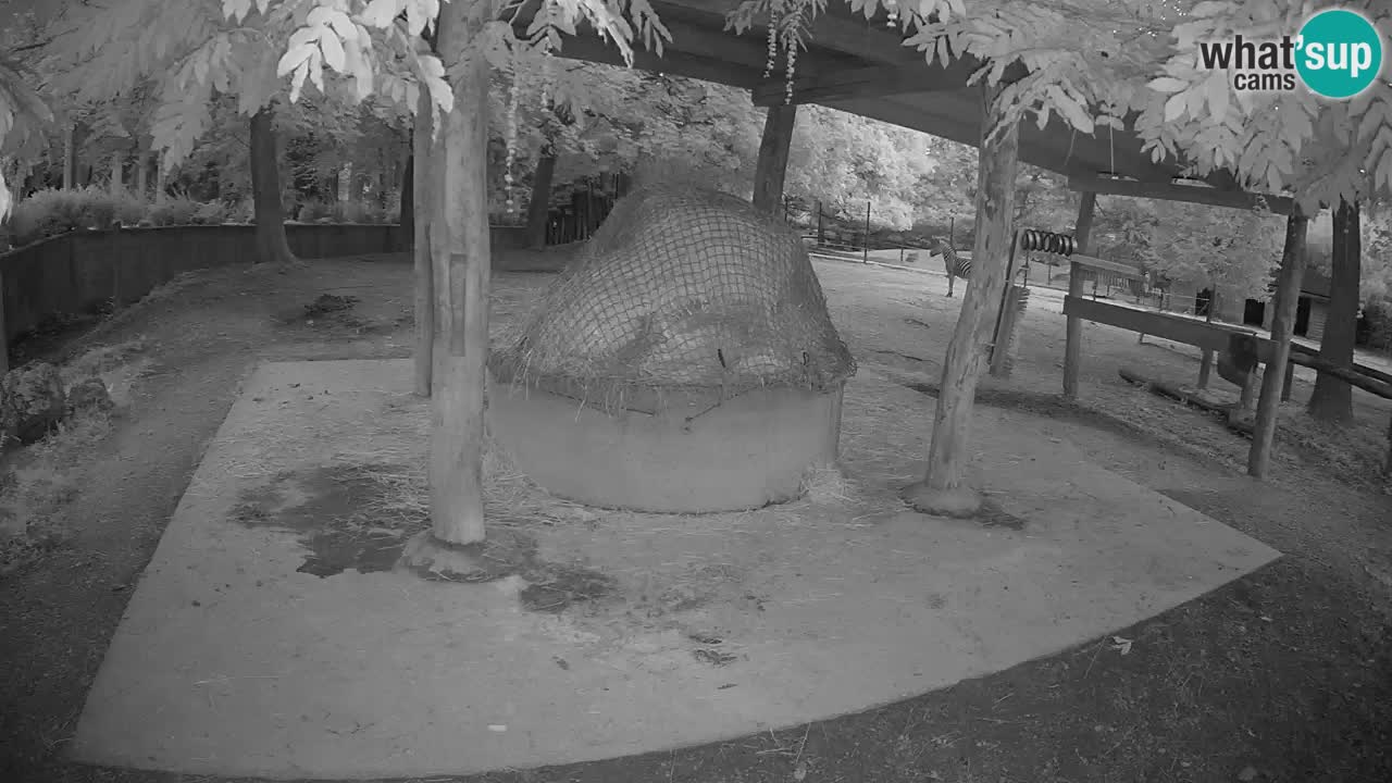 Live webcam Les zèbres in Ljubljana ZOO – Slovénie