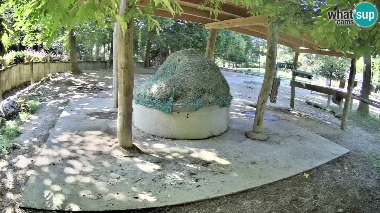 Live Webcam Zebras in Ljubljana ZOO – Slowenien