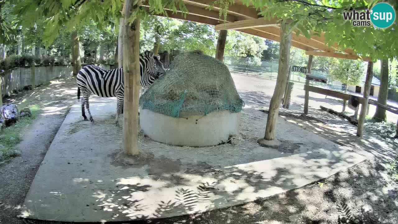 Live webcam Zebras in Ljubljana ZOO – Slovenia