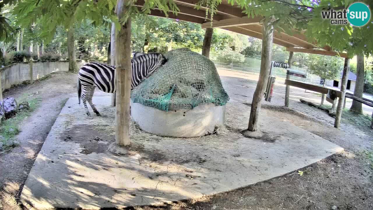 Live webcam Zebras in Ljubljana ZOO – Slovenia