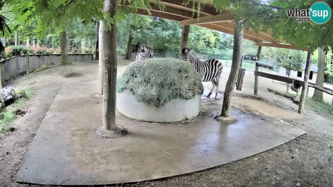Web kamera uživo Zebras u ZOO Ljubljana – Slovenija
