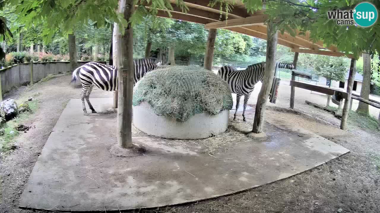 Live Webcam Zebras in Ljubljana ZOO – Slowenien