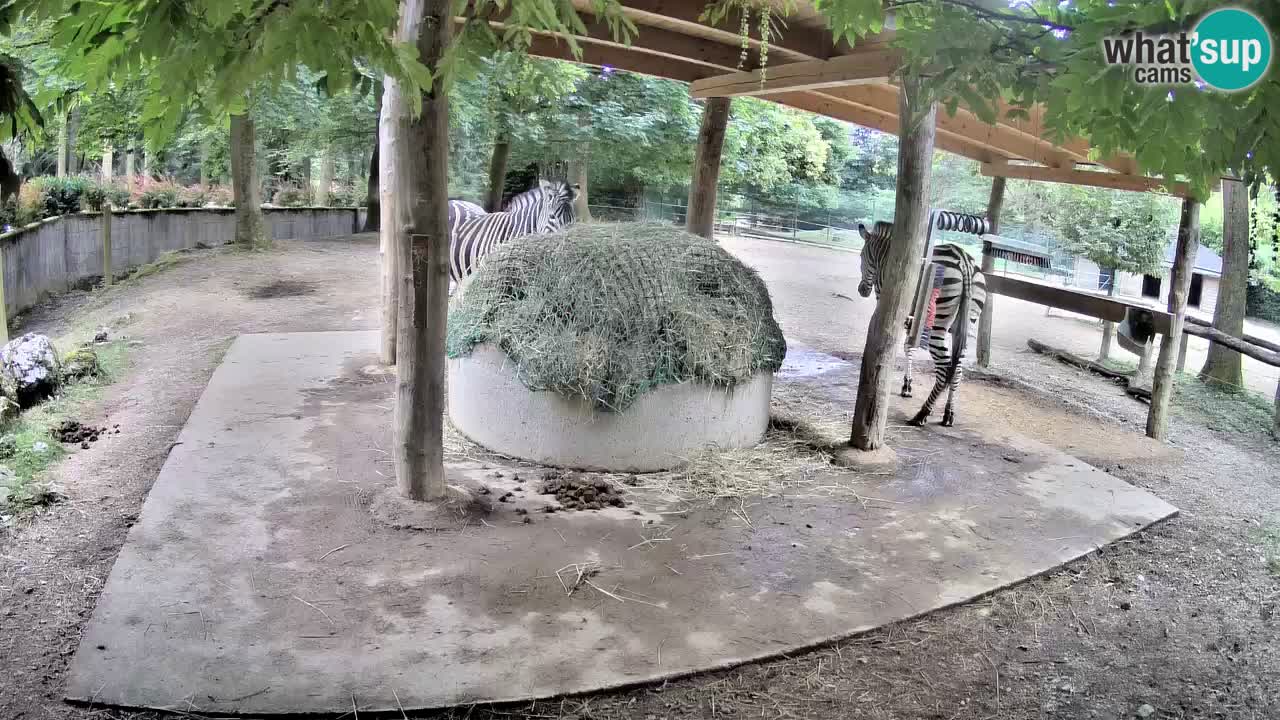 Le Zebre nello ZOO di Ljubljana – Slovenia Live webcam