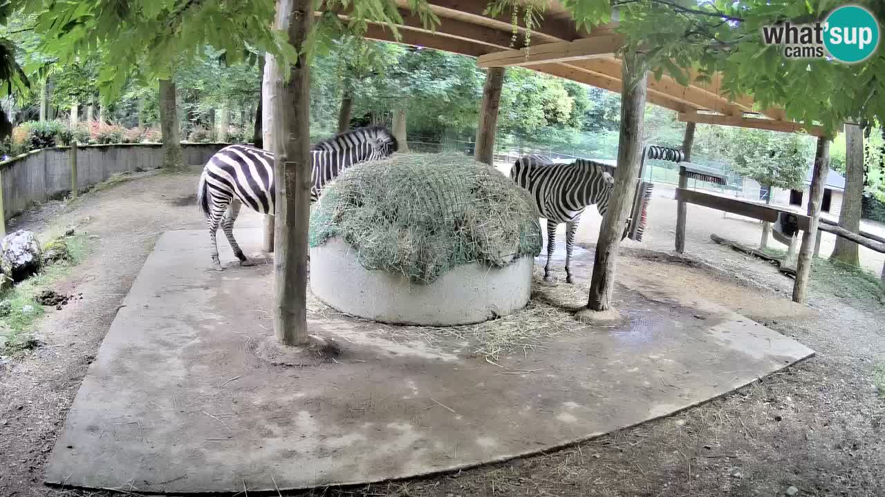 Camera en vivo Cebras in Ljubljana ZOO – Eslovenia
