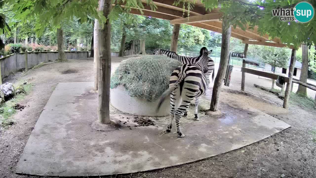 Zebre v živo v živalskem vrtu Ljubljana ZOO spletne kamere