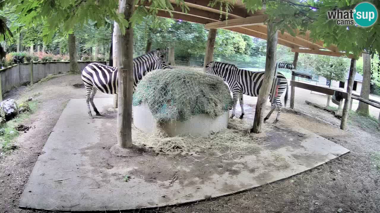 Le Zebre nello ZOO di Ljubljana – Slovenia Live webcam