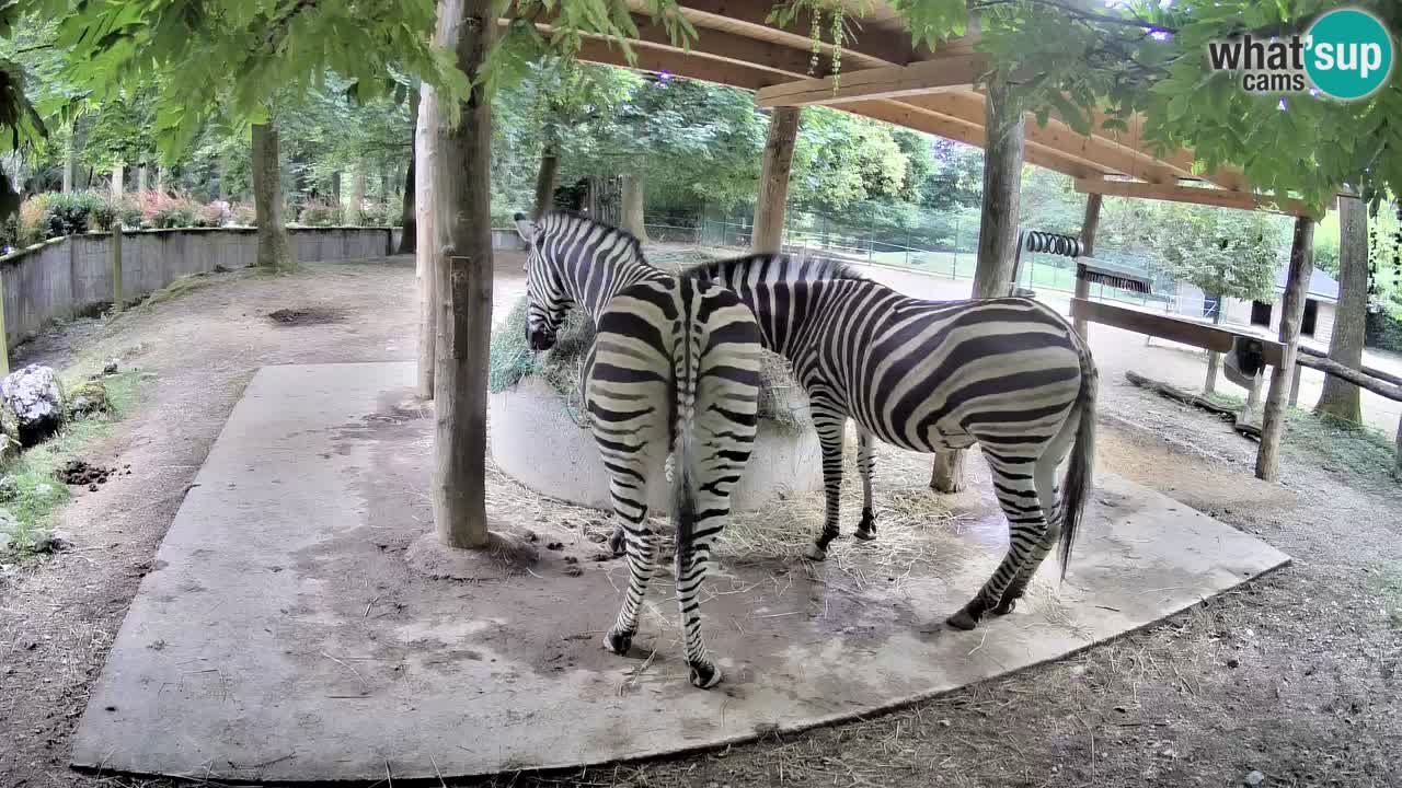 Zebre v živo v živalskem vrtu Ljubljana ZOO spletne kamere
