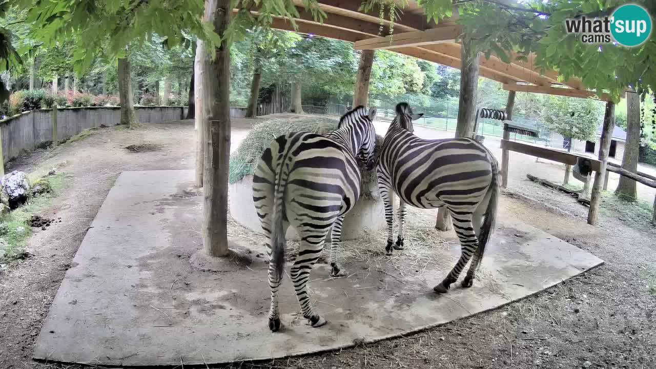 Web kamera uživo Zebras u ZOO Ljubljana – Slovenija