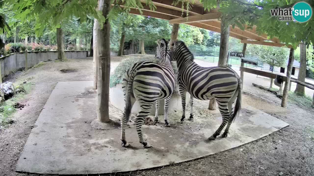 Le Zebre nello ZOO di Ljubljana – Slovenia Live webcam