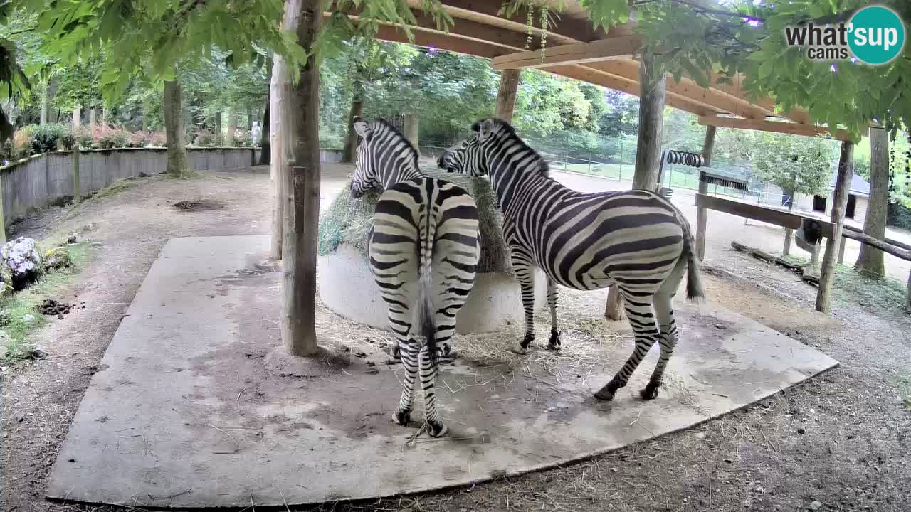 Le Zebre nello ZOO di Ljubljana – Slovenia Live webcam