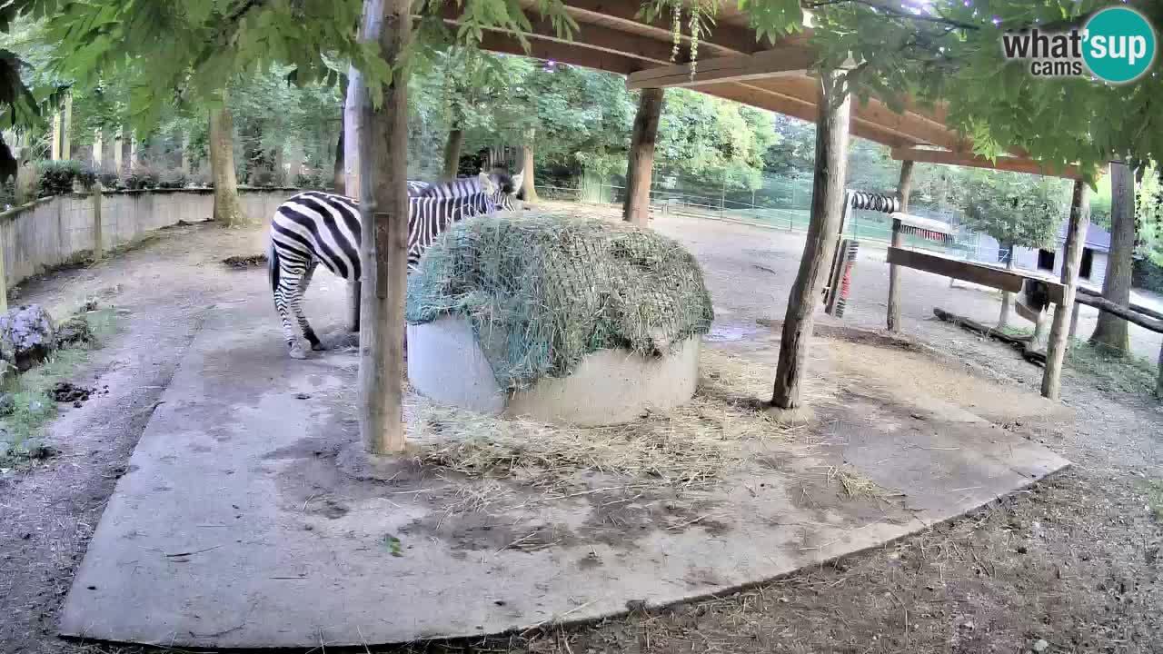 Live Webcam Zebras in Ljubljana ZOO – Slowenien