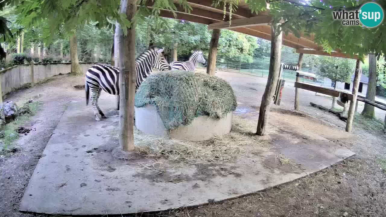 Web kamera uživo Zebras u ZOO Ljubljana – Slovenija