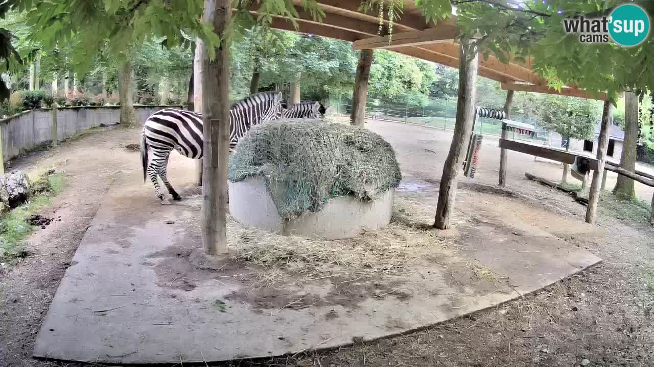 Live Webcam Zebras in Ljubljana ZOO – Slowenien