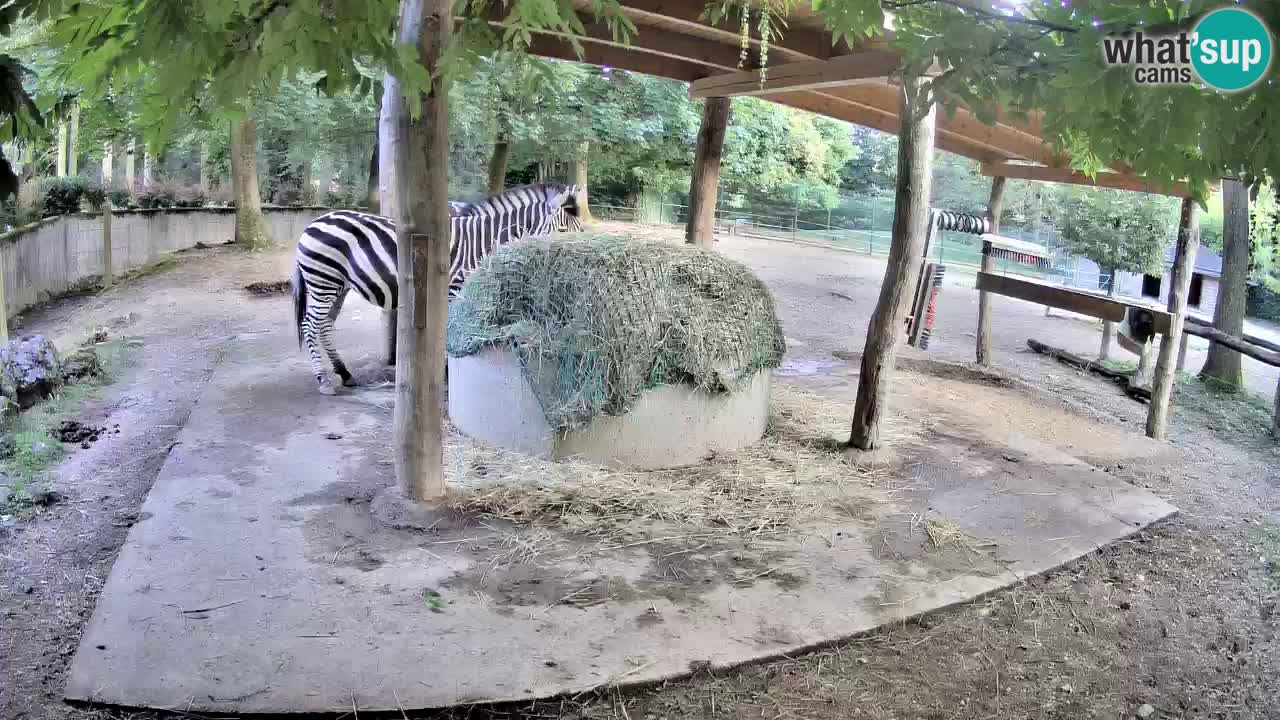 Live Webcam Zebras in Ljubljana ZOO – Slowenien