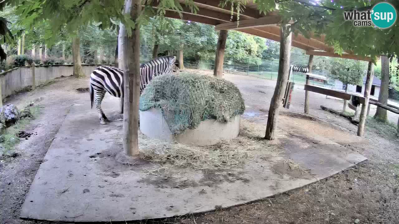 Camera en vivo Cebras in Ljubljana ZOO – Eslovenia