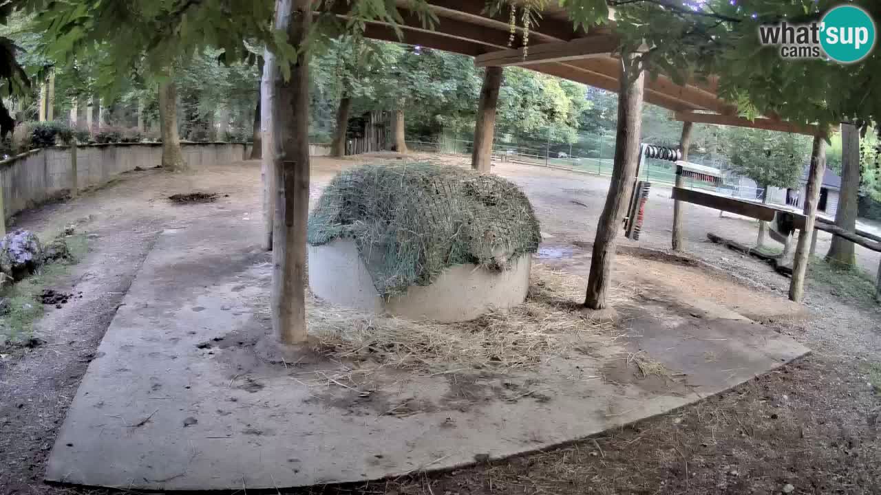 Live webcam Les zèbres in Ljubljana ZOO – Slovénie