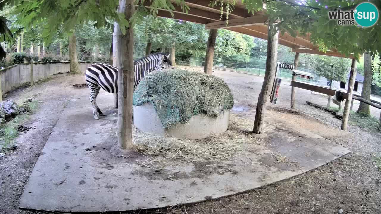 Camera en vivo Cebras in Ljubljana ZOO – Eslovenia