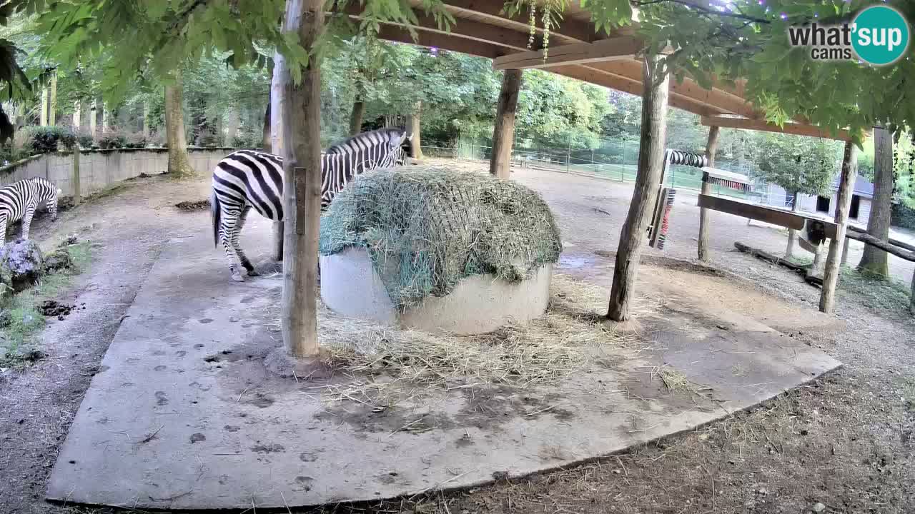 Live webcam Les zèbres in Ljubljana ZOO – Slovénie