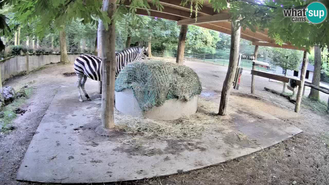 Camera en vivo Cebras in Ljubljana ZOO – Eslovenia