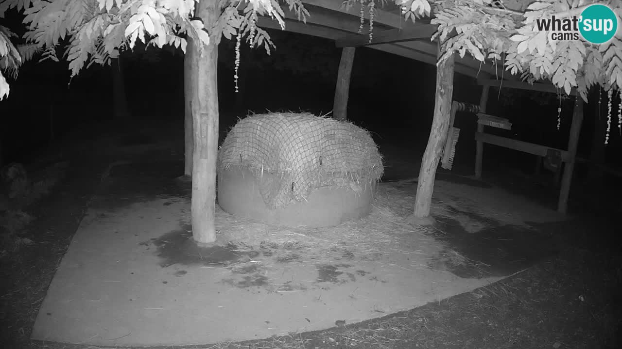 Le Zebre nello ZOO di Ljubljana – Slovenia Live webcam