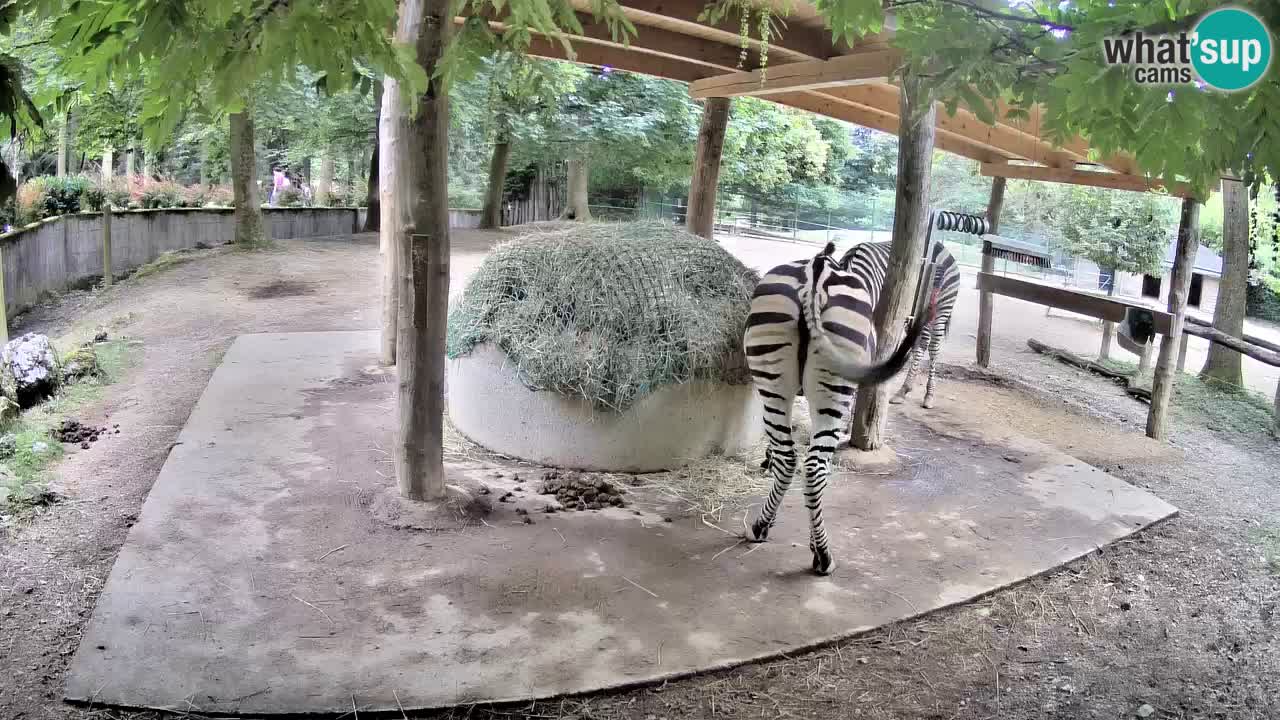 Live webcam Zebras in Ljubljana ZOO – Slovenia