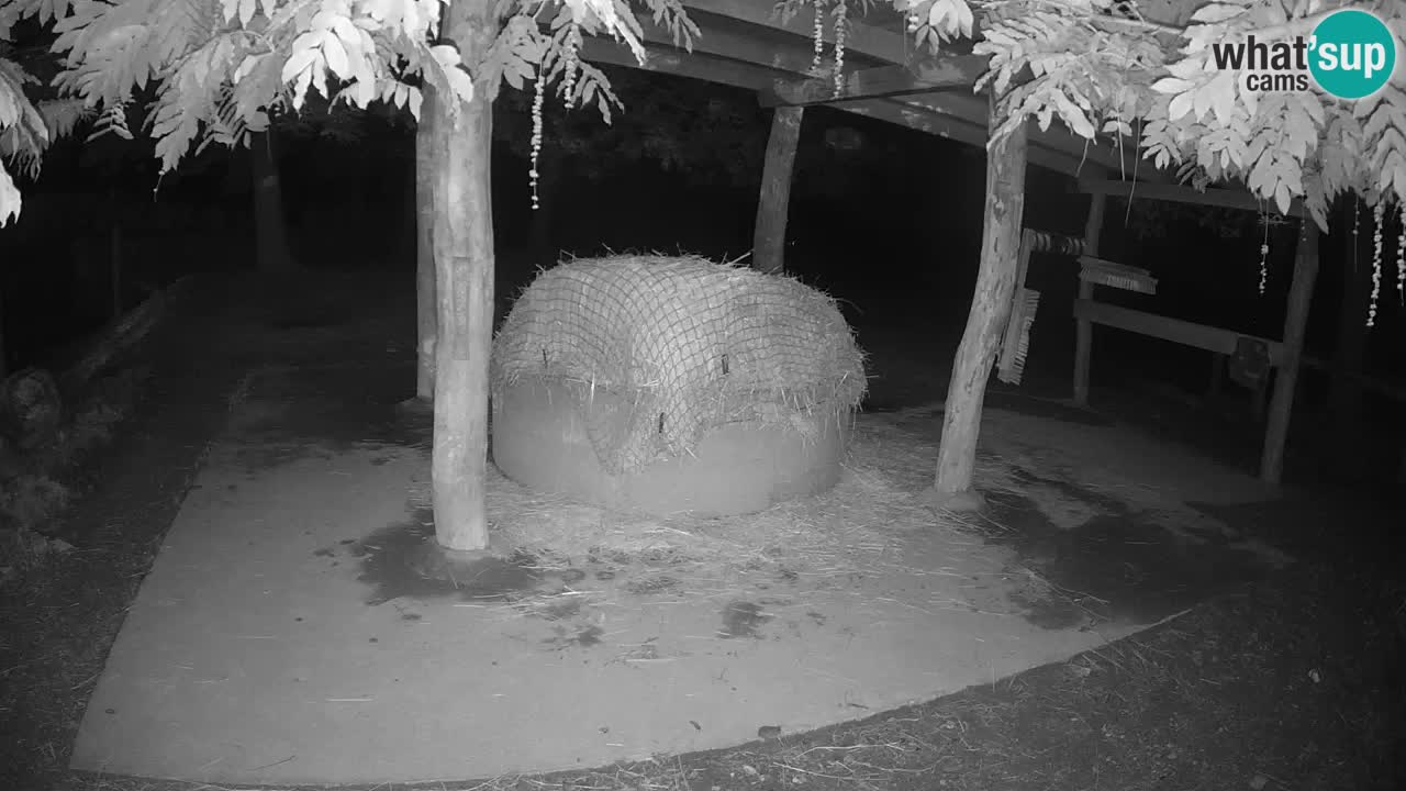 Live Webcam Zebras in Ljubljana ZOO – Slowenien