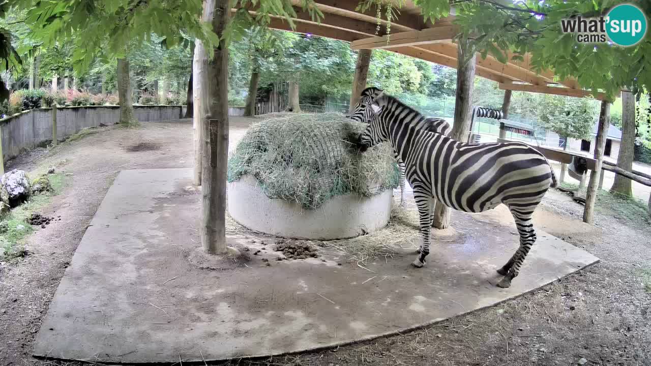 Le Zebre nello ZOO di Ljubljana – Slovenia Live webcam