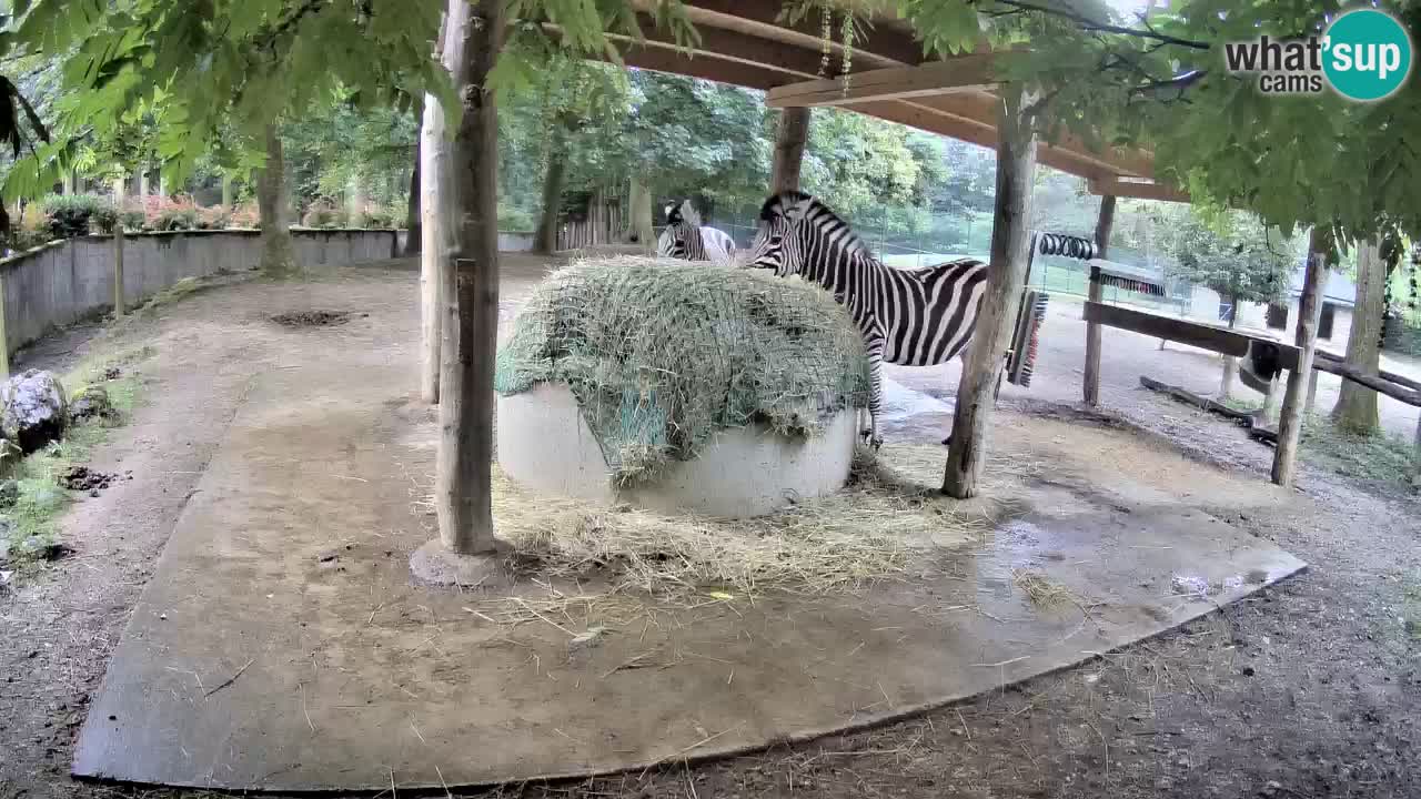 Web kamera uživo Zebras u ZOO Ljubljana – Slovenija