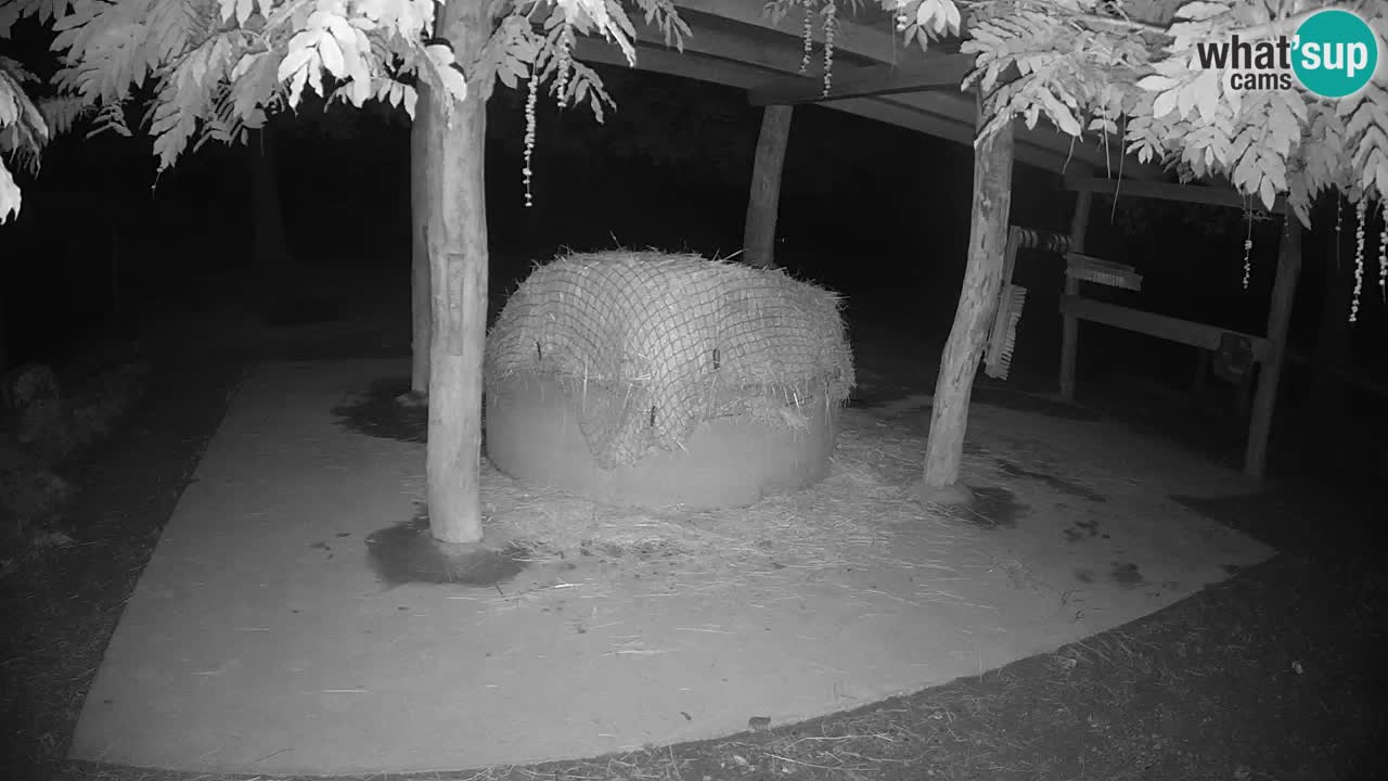 Live webcam Zebras in Ljubljana ZOO – Slovenia
