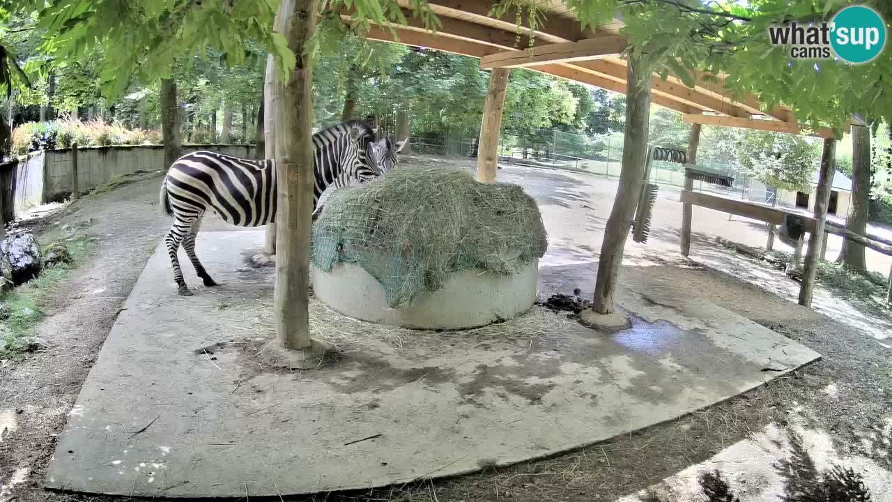 Live webcam Les zèbres in Ljubljana ZOO – Slovénie