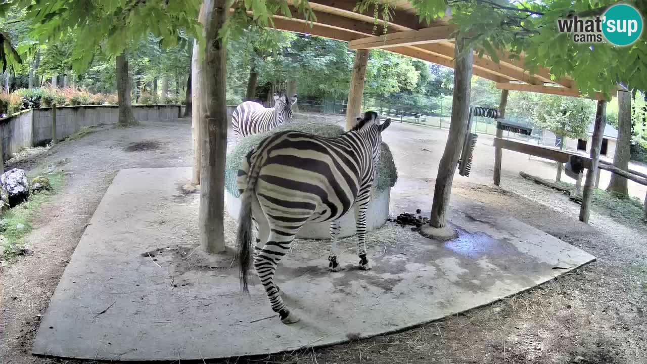 Live Webcam Zebras in Ljubljana ZOO – Slowenien