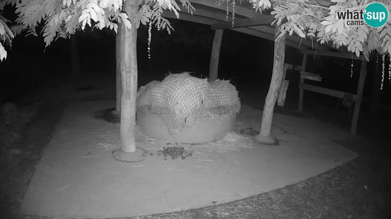Live webcam Zebras in Ljubljana ZOO – Slovenia