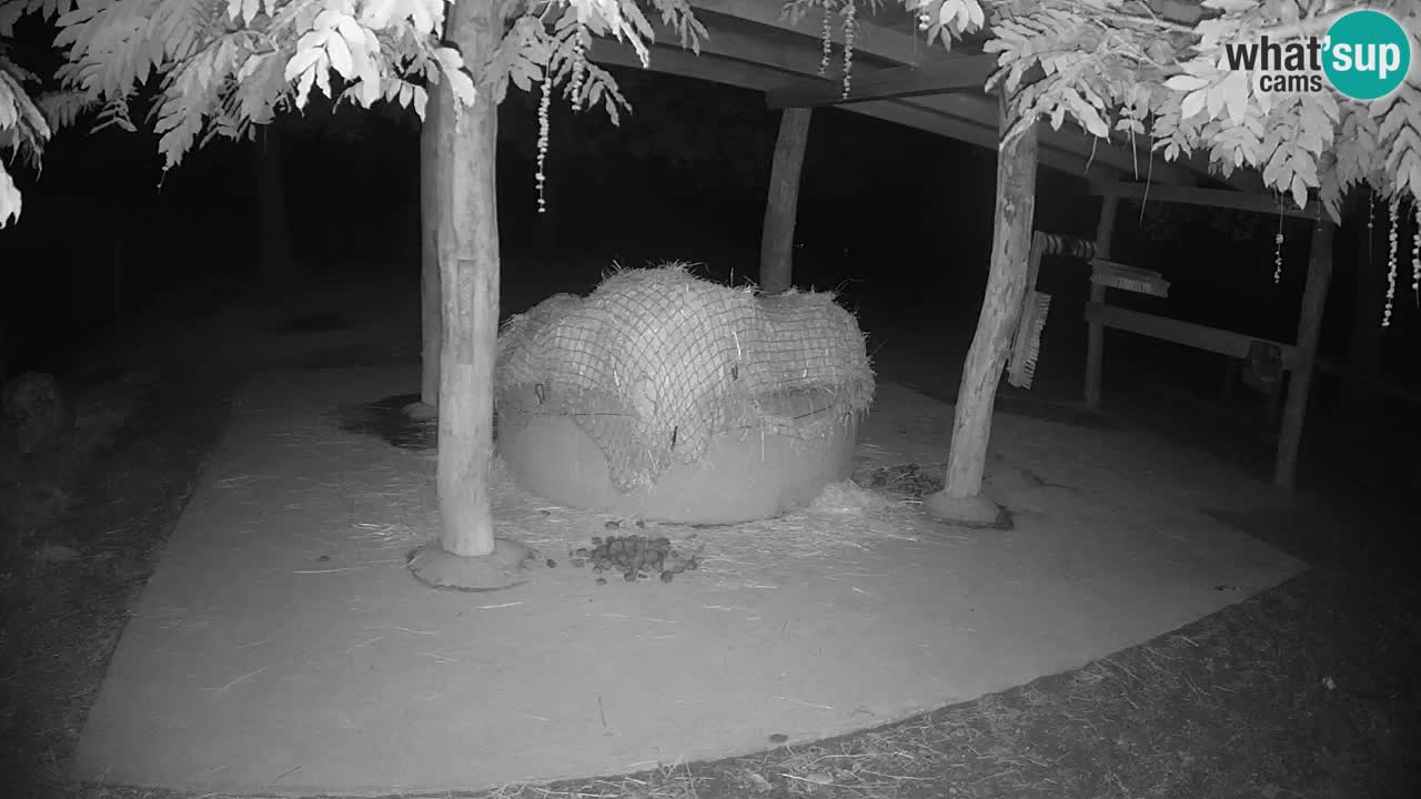Live webcam Zebras in Ljubljana ZOO – Slovenia