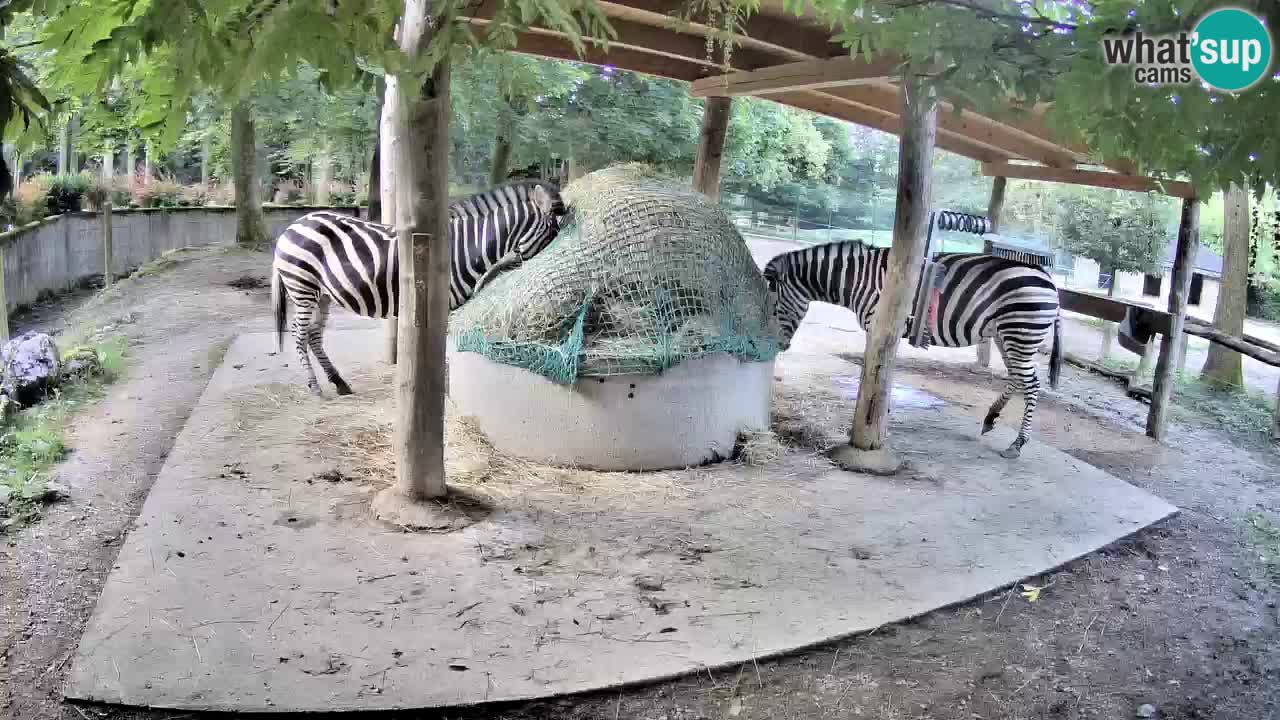 Zebre v živo v živalskem vrtu Ljubljana ZOO spletne kamere