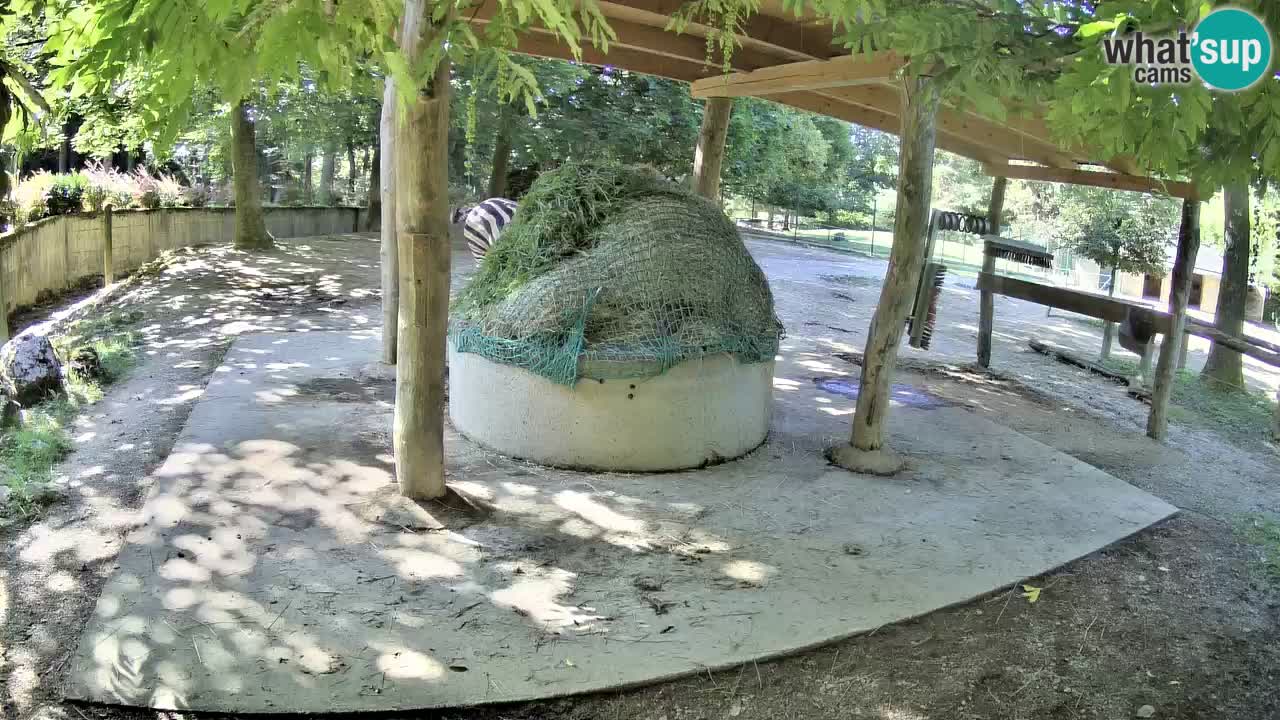 Live webcam Zebras in Ljubljana ZOO – Slovenia