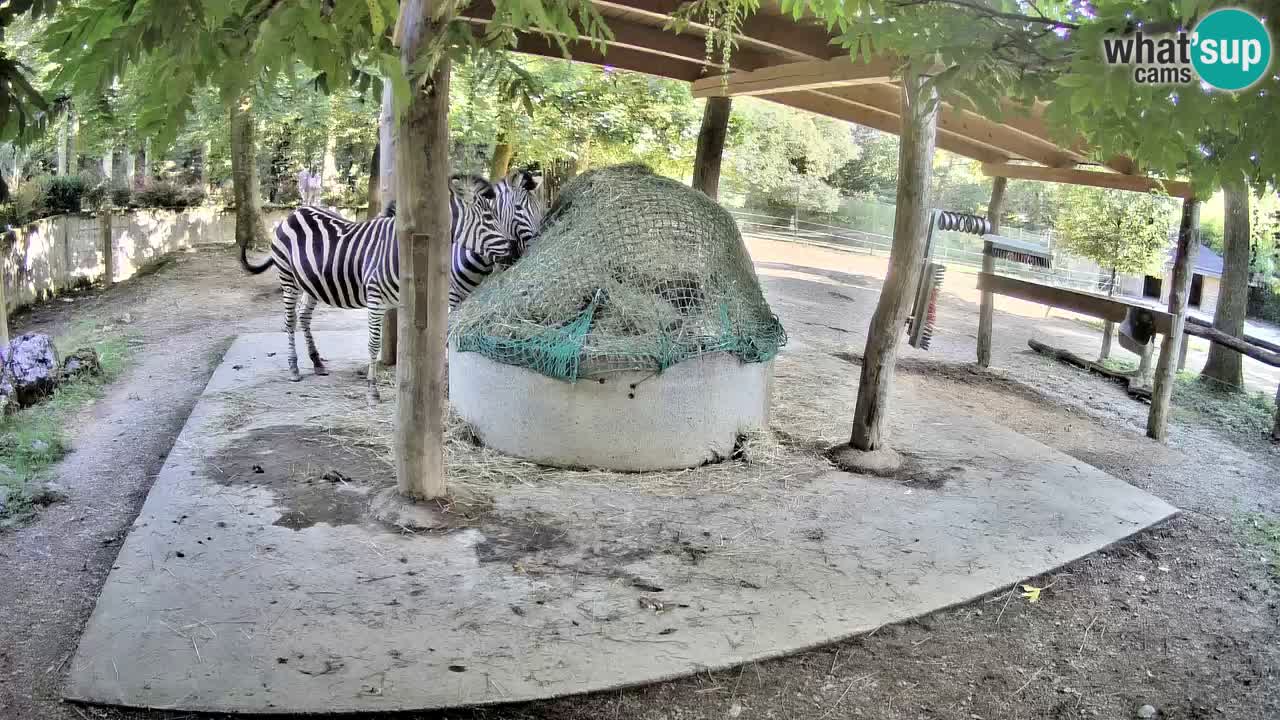 Le Zebre nello ZOO di Ljubljana – Slovenia Live webcam