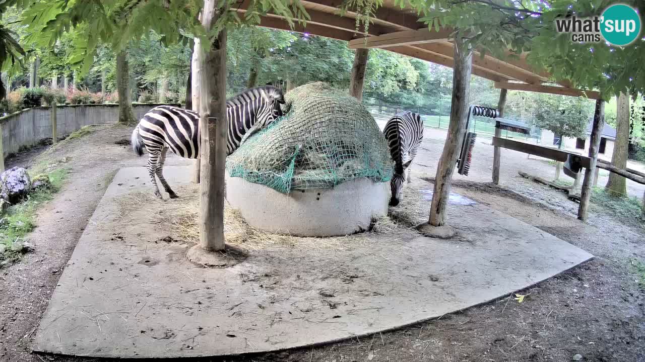 Live webcam Zebras in Ljubljana ZOO – Slovenia