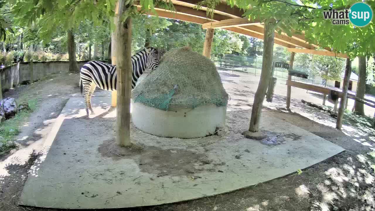 Live webcam Zebras in Ljubljana ZOO – Slovenia
